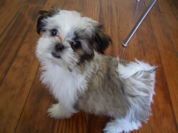 cuccioli di shitzu disponibili