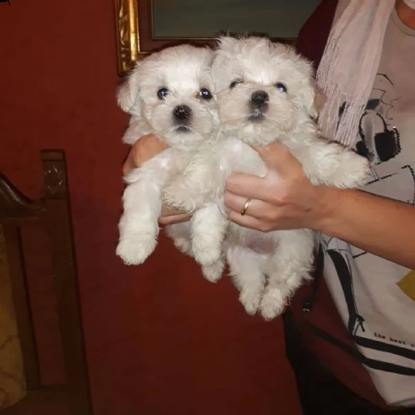 cuccioli di maltese puro maschietto/femminuccia | Foto 0