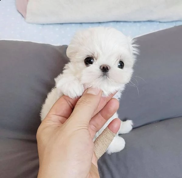 cuccioli maltesi toy | Foto 0