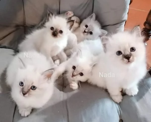 gattini sacro di birmania.