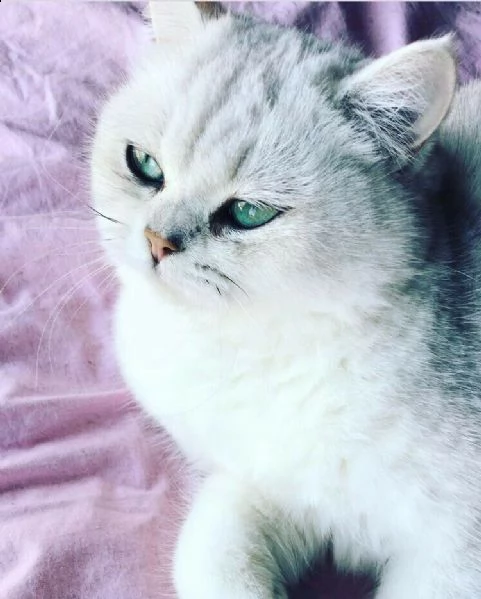 cuccioli british shorthair 