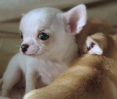 bellissimo cucciolo di chiwawa mini toy