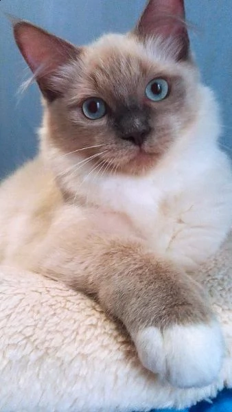 cucciolo ragdoll 3 mesi