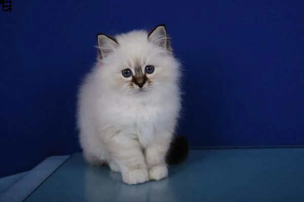 cuccioli sacro di birmania