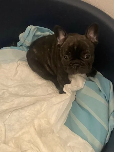 bulldog francese //// bulldog francese 