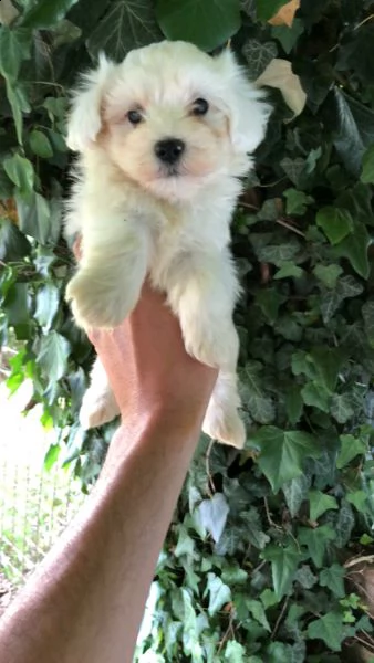 maltesi con regolare libretto sanitario delle vaccinazioni