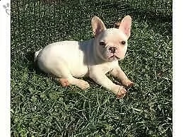 cucciolini di bulldog francese