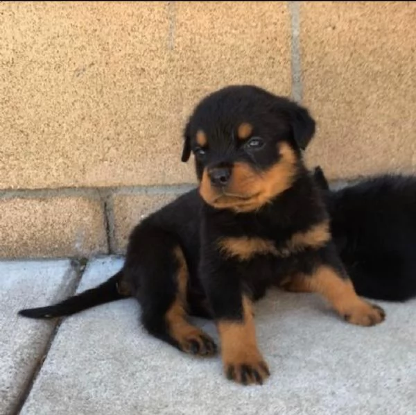  regalo rottweiler cuccioli (maschio e femmina)