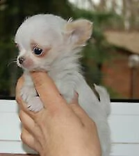 chihuahua teneri e dolci di due mesi e mezz