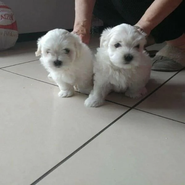 due cuccioli di maltese