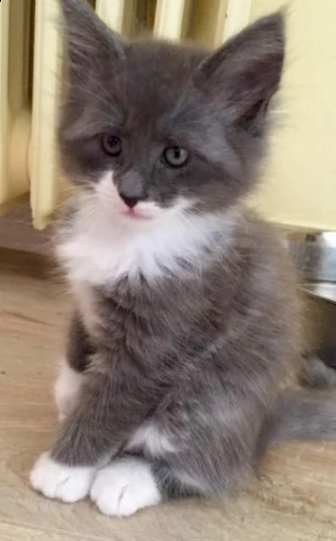 cuccioli di norvegese delle foreste