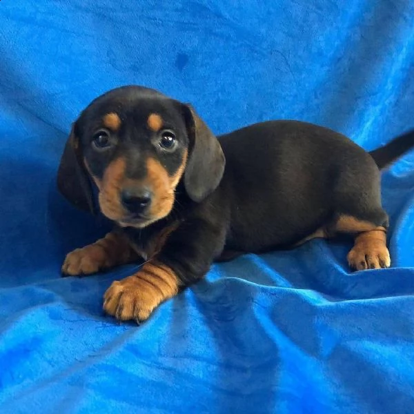  adorabili cuccioli di bassotto.