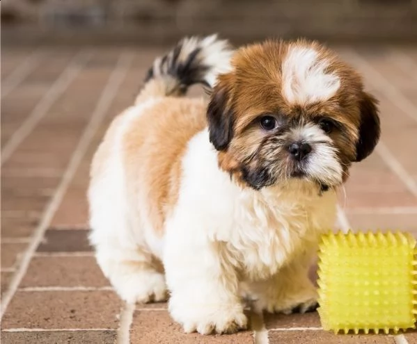  gli animali domestici hanno avuto una bellissima cucciolata di bellissimi cuccioli bianchi di orso