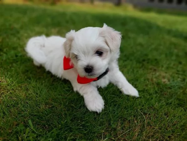 regalo adorabili cuccioli mini maltese  femminucce e maschietti gratuita