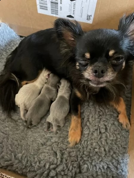 bella e sani cuccioli di chihuahua per regalo