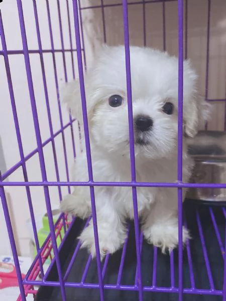 cuccioli di maltese taglia toy