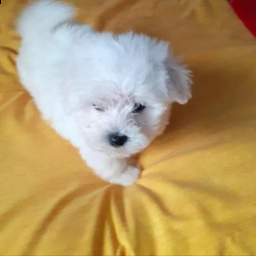 maltese taglia piccola toy | Foto 0