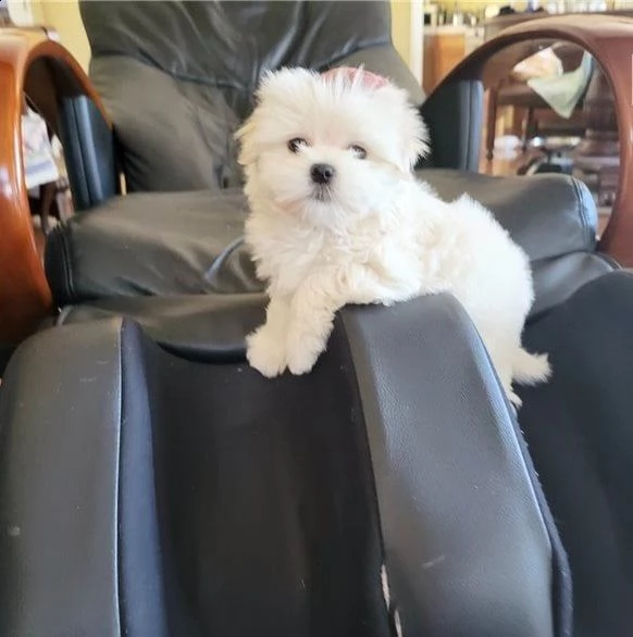 due cuccioli di maltese | Foto 0