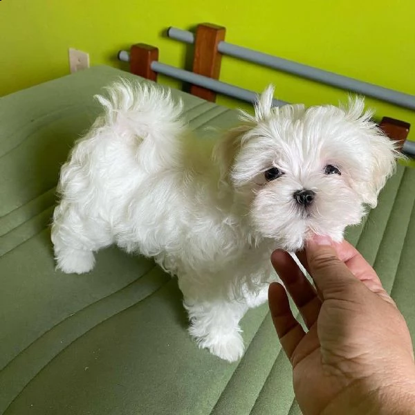 cuccioli di maltese bianco