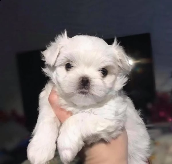 cuccioli di razza maltese tre mesi