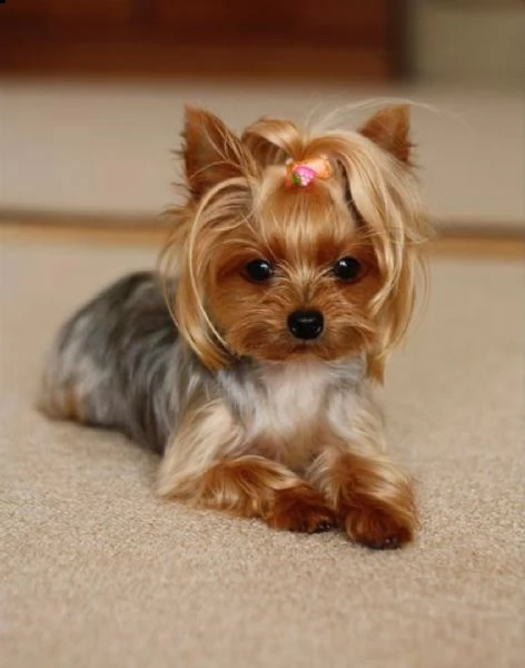  regalo abbiamo avere amorevole yorkie cuccioli per l'adozione