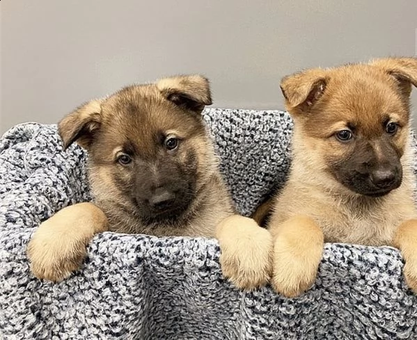 regalo pastore tedesco cuccioli meravigliosi ! 