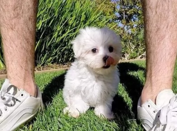 regalo maltese | Foto 0