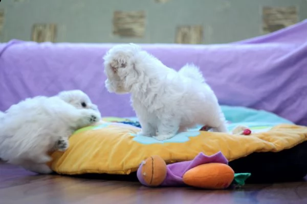 due cuccioli di maltese | Foto 0