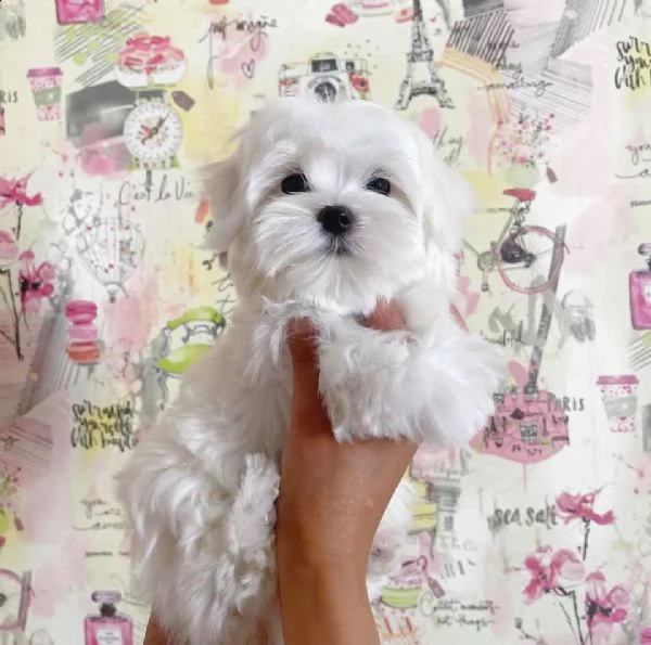 cuccioli di maltese  | Foto 0
