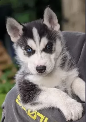 cuccioli siberian husky occhi blue