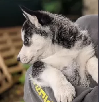 cuccioli siberian husky occhi blue | Foto 0