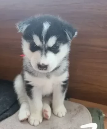 magnifici siberian husky cuccioli 
