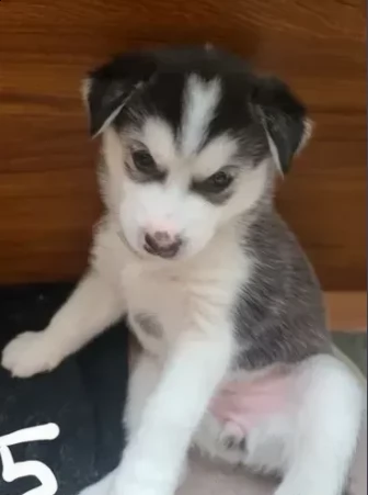 magnifici siberian husky cuccioli  | Foto 0