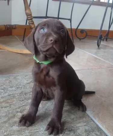 labrador retriever chocolate di circa 3 mesi | Foto 0
