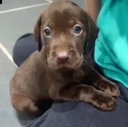 labrador retriever chocolate di circa 3 mesi