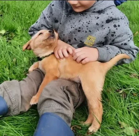 labrador retriever di 2 mesi e mezzo | Foto 0