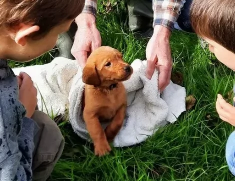 labrador retriever di 2 mesi e mezzo