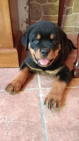 cuccioli di rottweiler disponibili | Foto 2