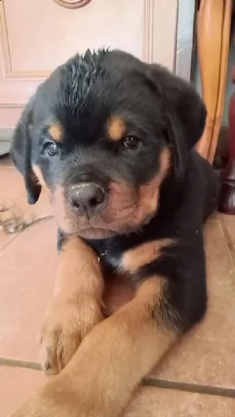 cuccioli di rottweiler disponibili | Foto 1