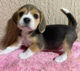 simpatici cuccioli di beagle disponibili | Foto 2