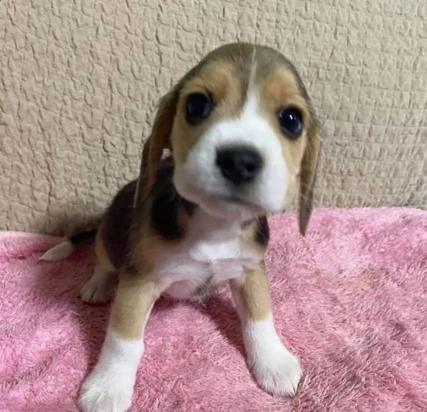 simpatici cuccioli di beagle disponibili | Foto 1