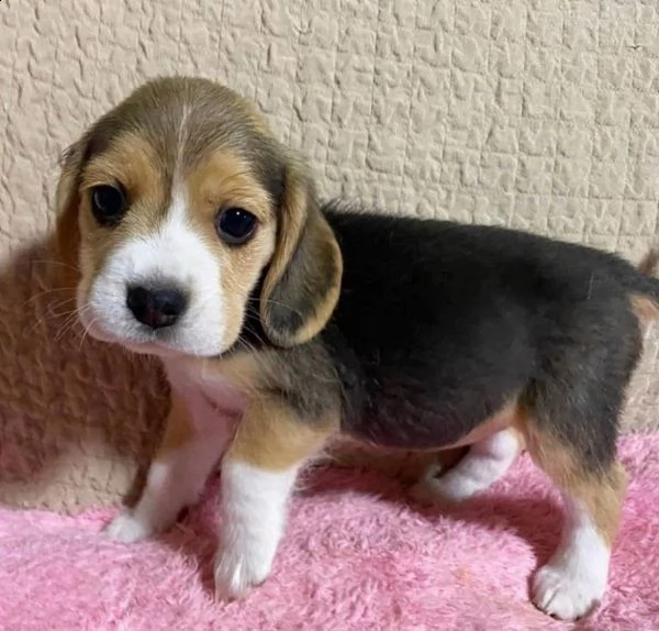 simpatici cuccioli di beagle disponibili | Foto 0