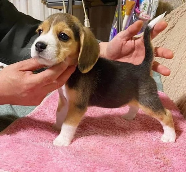 simpatici cuccioli di beagle disponibili