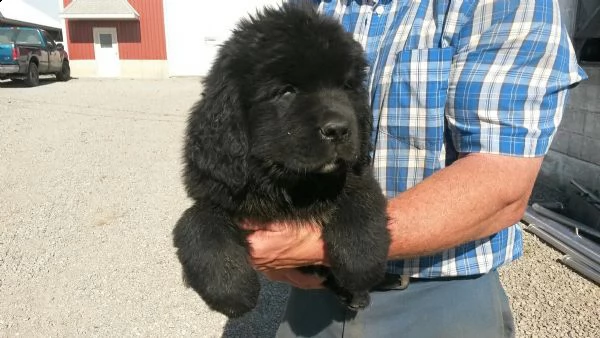 cuccioli terranova per nuove case | Foto 2