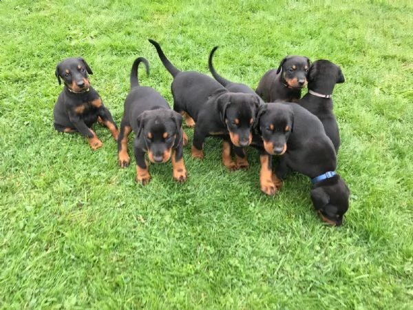 dolcissimi cuccioli di dobermann | Foto 3