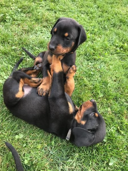 dolcissimi cuccioli di dobermann | Foto 1