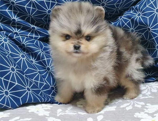  regalo pomerania cuccioli (maschio e femmina)