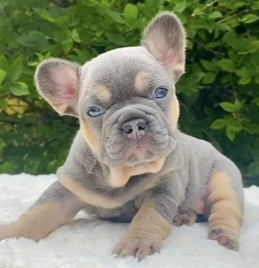 bouledogue francese cuccioli