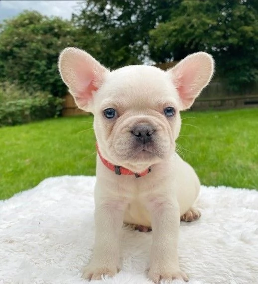 cuccioli di bouledogue francese