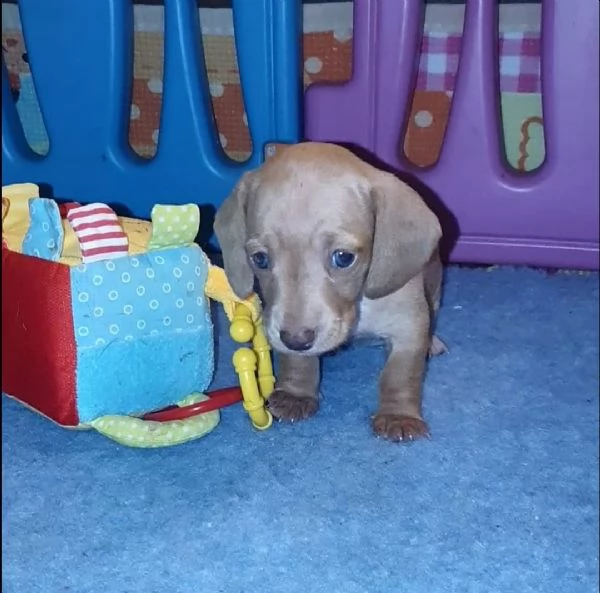 cuccioli bassotti di bassotto tedesco | Foto 4